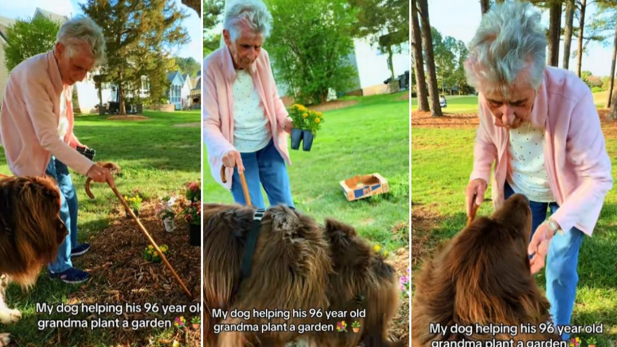 Bătrânica de 96 de ani și dulăul de 70 kg: Grădinărit, un spectacol viral
