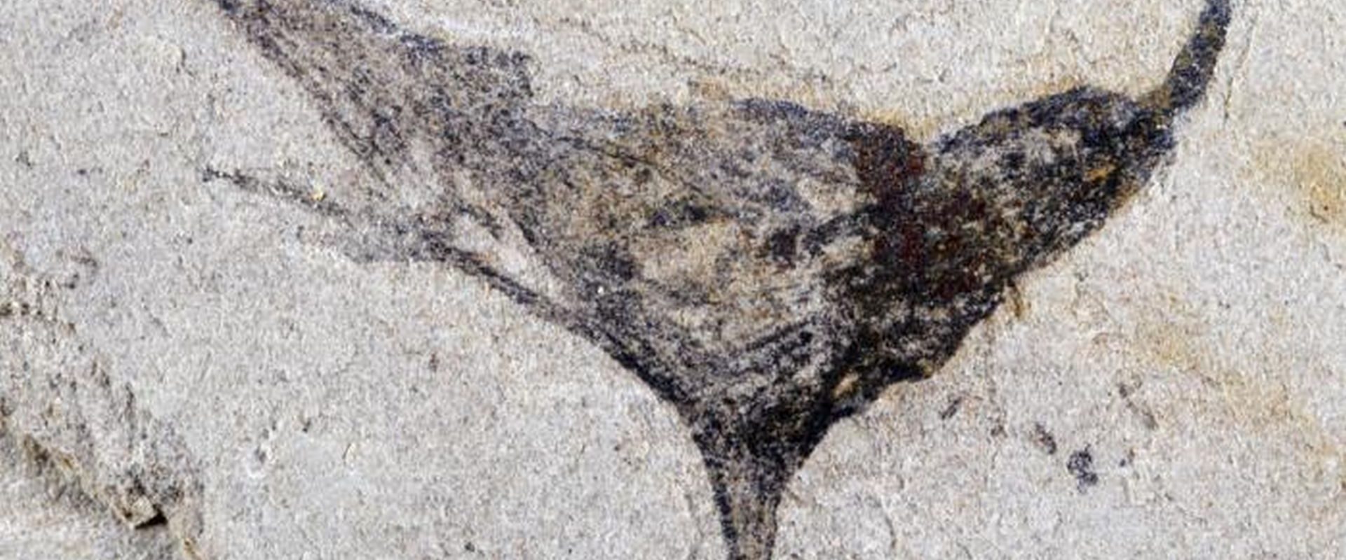 China: Un sit fosilifer uluiește. Creaturi complexe, dinainte de explozia cambriană, dezvăluite