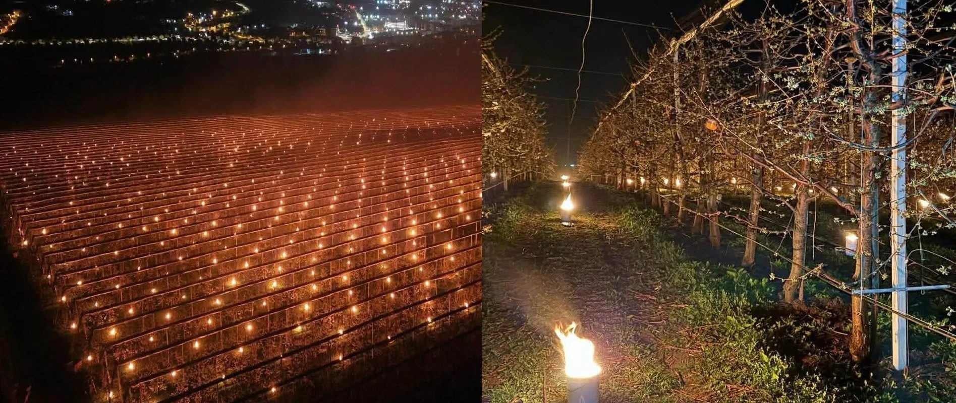 A ars 40.000 de euro pentru cireșe: Mărturia unui pomicultor din România