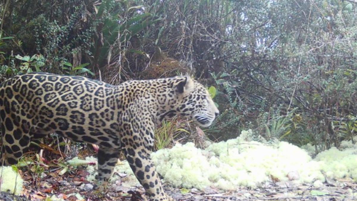 JAguarul norilor, reîntâlnit în Honduras după un deceniu, la 2200m