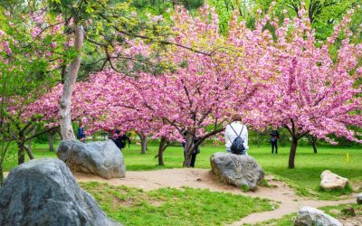 Hanami la București: Parcul Regele Mihai I, scăldat în flori!