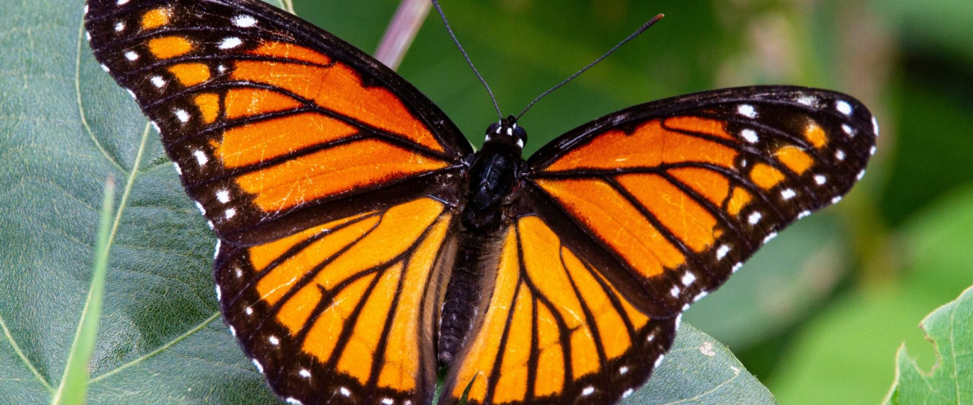 Expoziție spectaculoasă la Antipa: Fluturi din întreaga lume, expuși