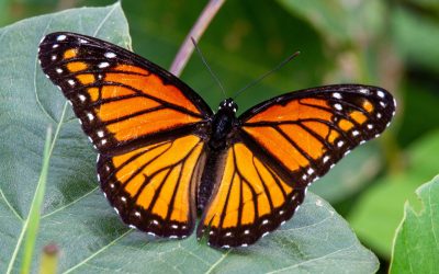 Expoziție spectaculoasă la Antipa: Fluturi din întreaga lume, expuși