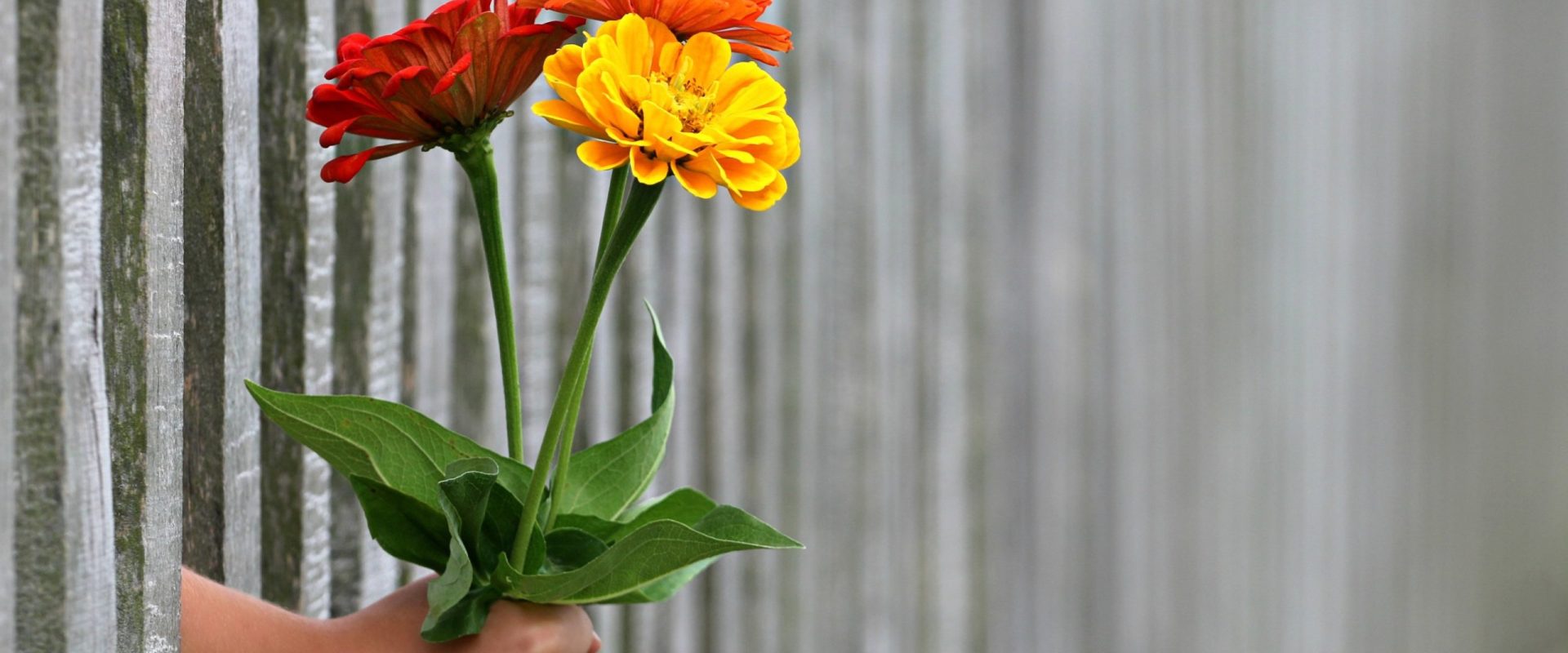 De ce oferim flori impare și ce înseamnă cele „pereche” la înmormântare