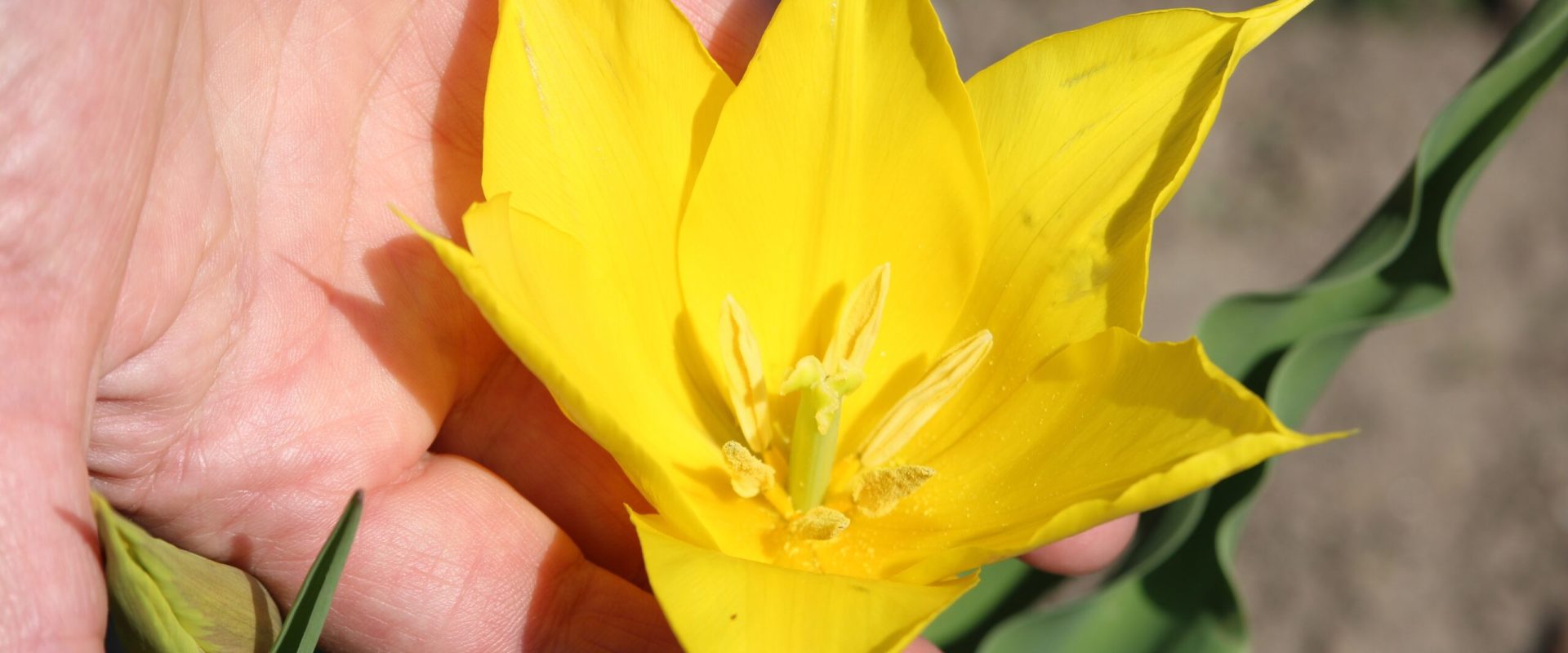 Floare rară, spectacol pe Dunăre: Cazanele inundate de frumusețe neștiută