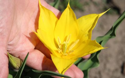 Floare rară, spectacol pe Dunăre: Cazanele inundate de frumusețe neștiută