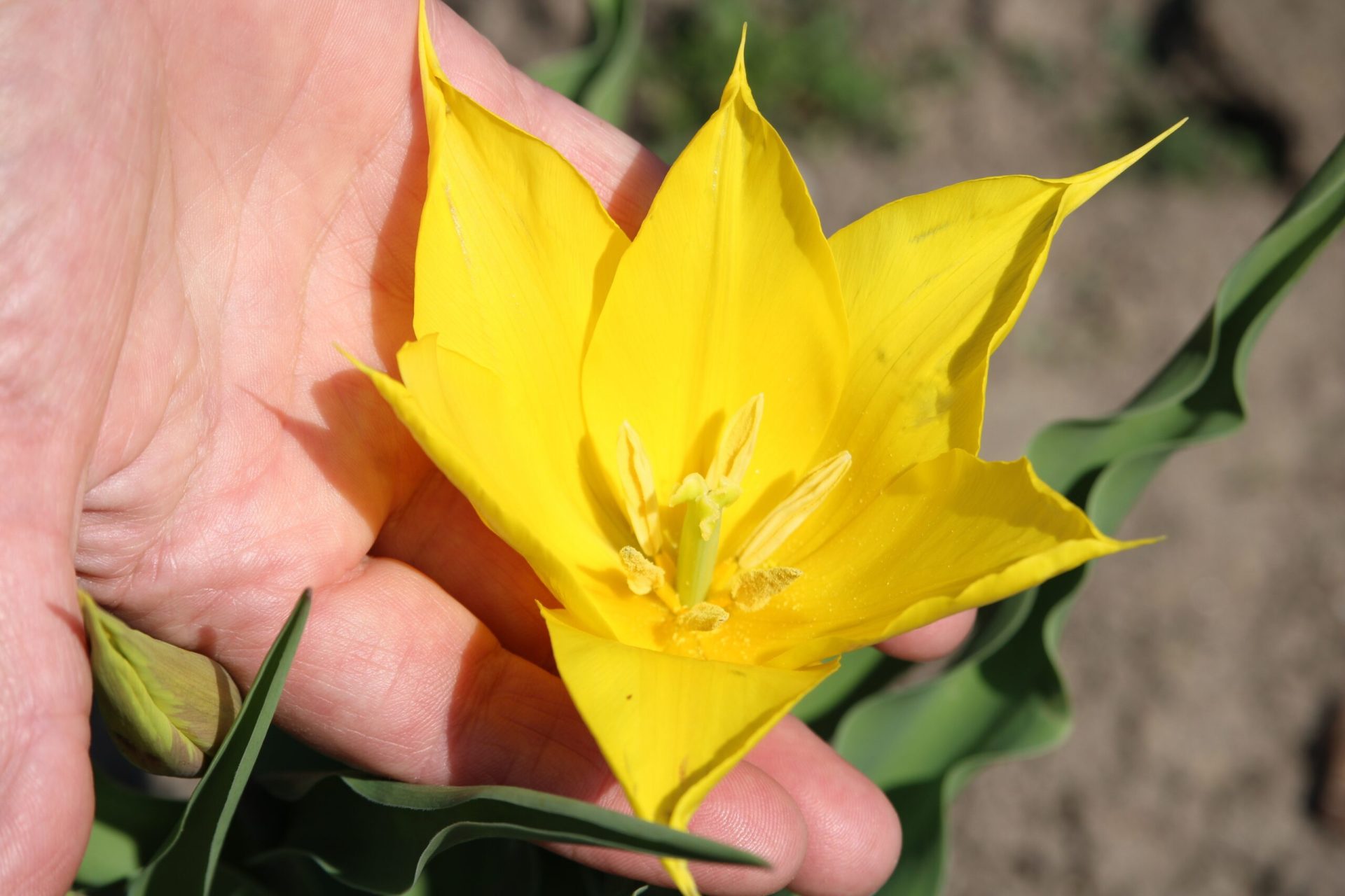 Floare rară, spectacol pe Dunăre: Cazanele inundate de frumusețe neștiută