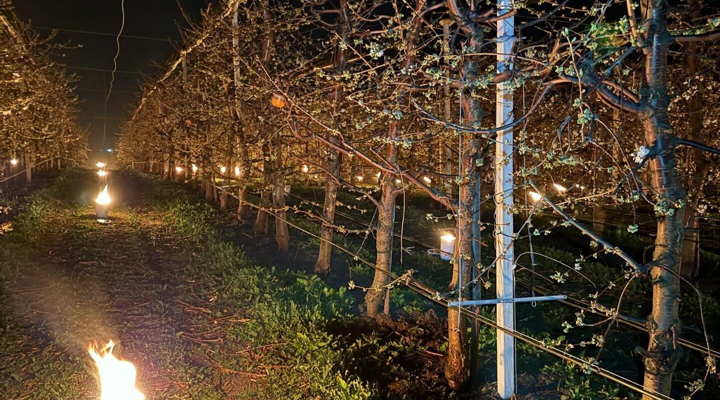 Patruzeci de mii de euro, arși pentru cireși: Drama din livezile românești