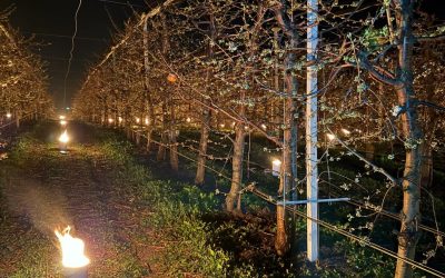 Patruzeci de mii de euro, arși pentru cireși: Drama din livezile românești