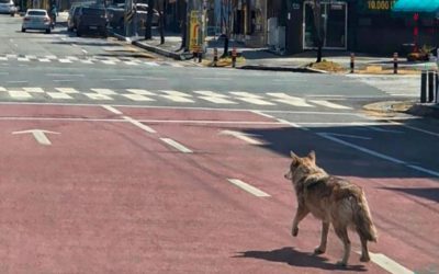 Lupul evadat din Coreea de Sud, prins după 9 zile: A devenit vedetă!