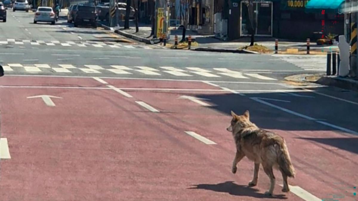 Lupul evadat din Coreea de Sud, prins după 9 zile: A devenit vedetă!