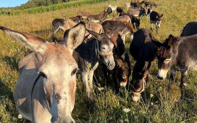 Argentina, în criză: Inflația crește, carnea de măgar devine realitate