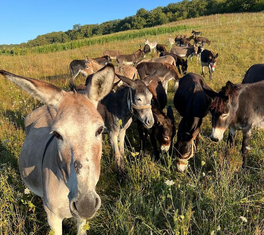 Argentina, în criză: Inflația crește, carnea de măgar devine realitate