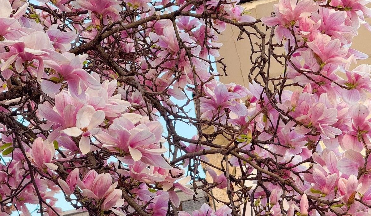 Vremea extremă lovește România: Prognoza ANM pentru aprilie 2026