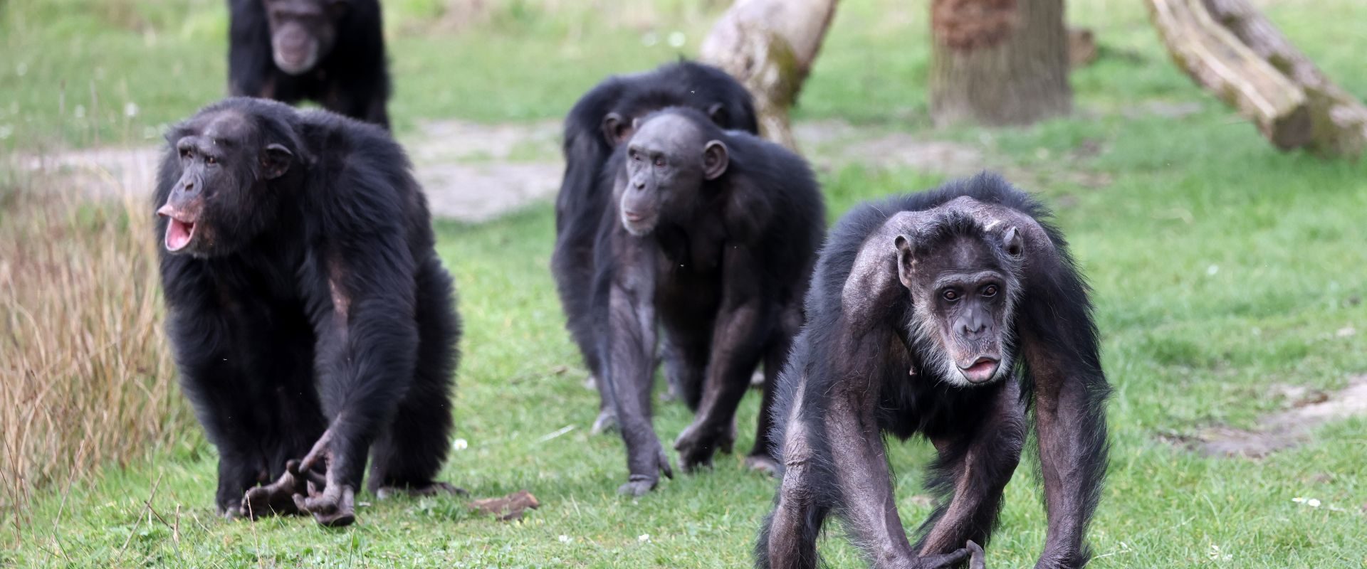 Cimpanzeii sălbatici: Cel mai mare grup s-a rupt în 2018, fără împăcare