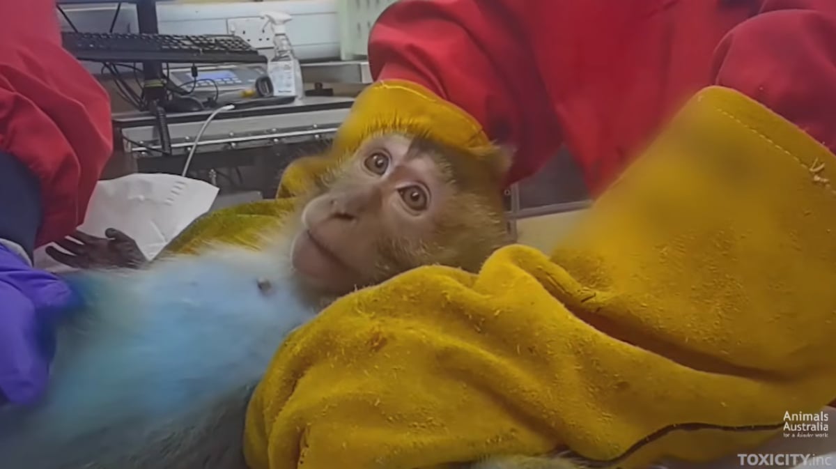 Maimuțe, câini Beagle și iepuri, torturați în laboratoarele britanice