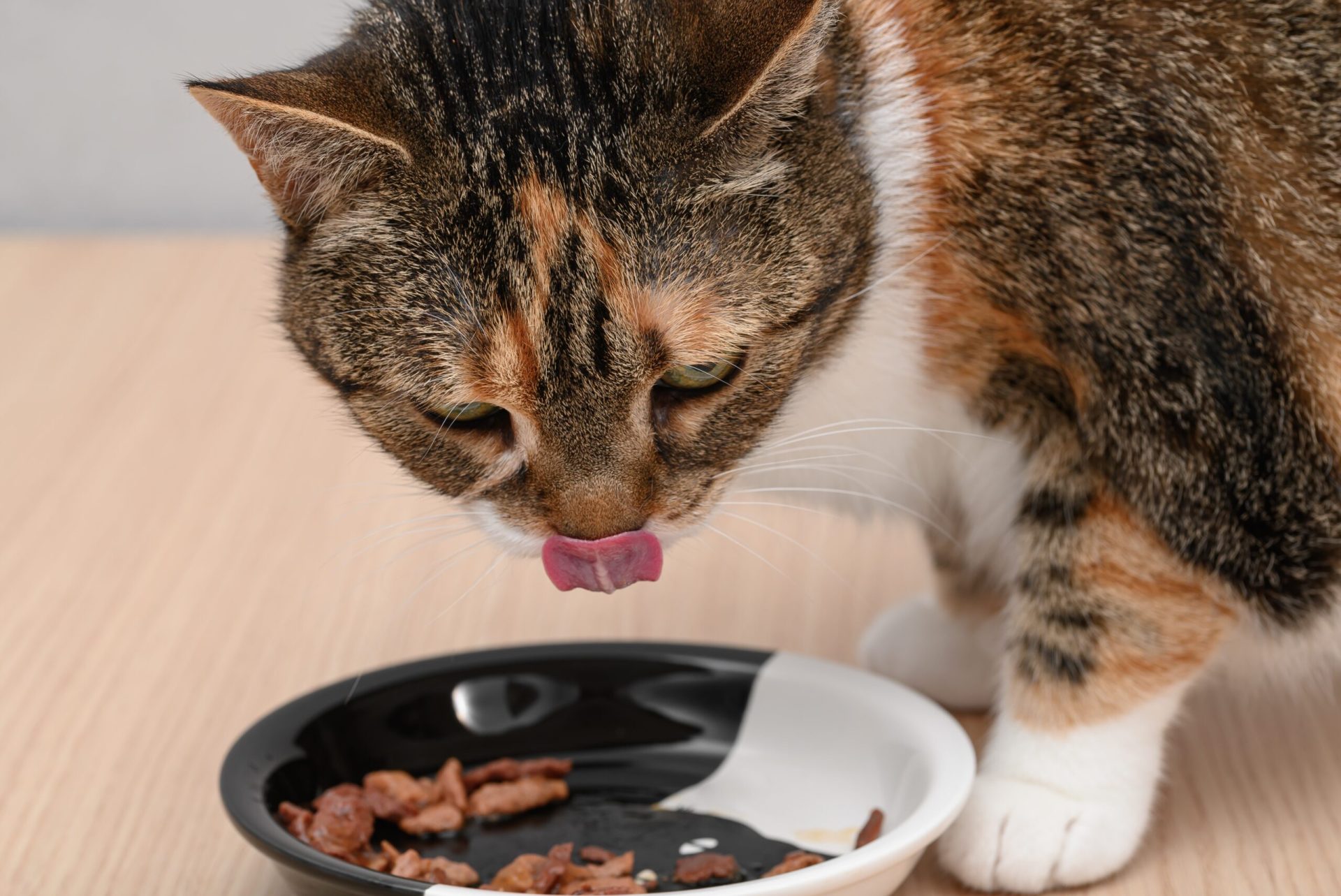 Încălziți mâncarea pisicii: Studiu ȘTIINȚIFIC dezvăluie beneficii-cheie pentru feline