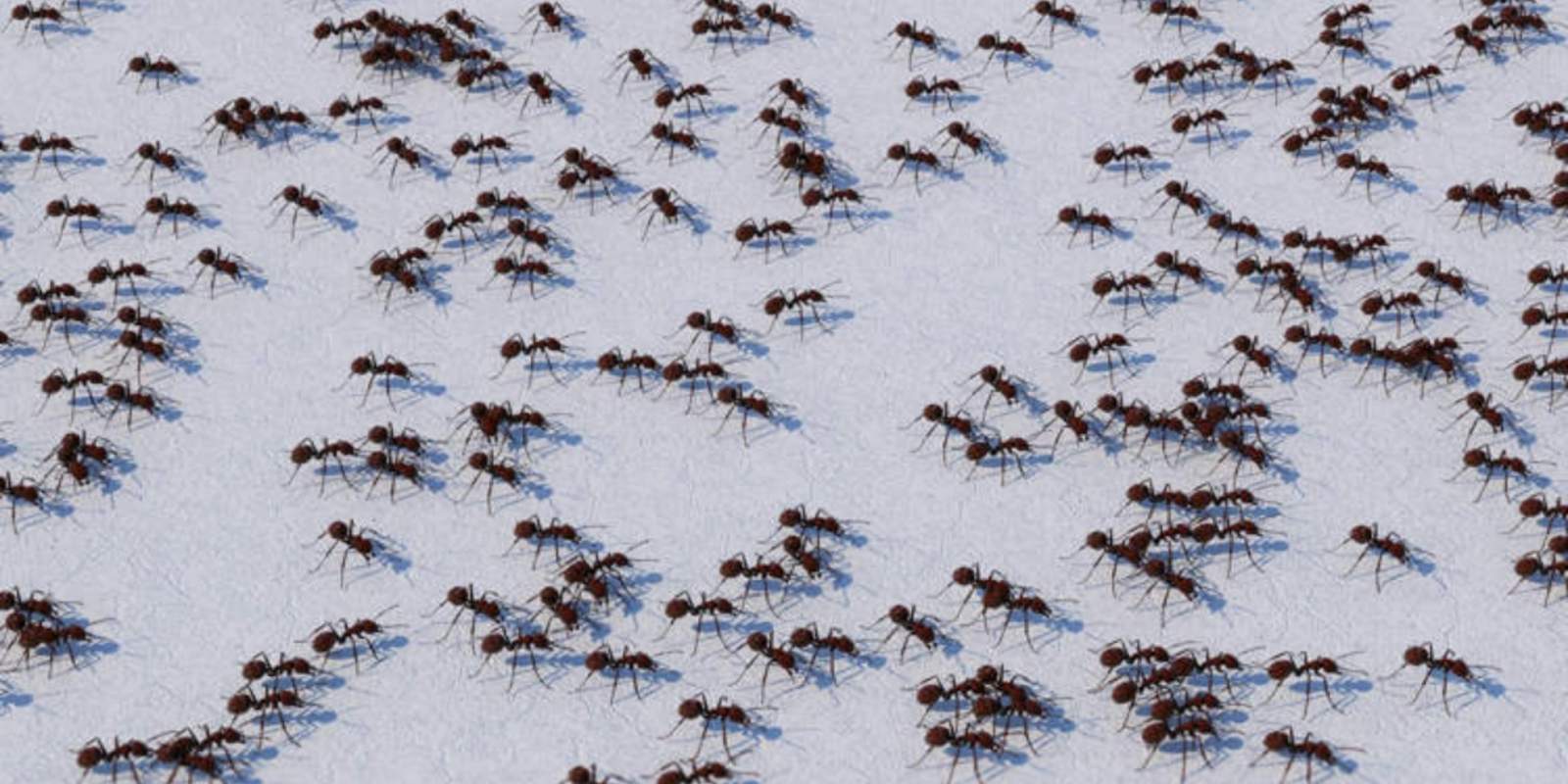 Cafeina, secretul furnicilor? Cercetătorii, șocați de reacția insectelor