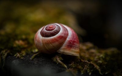 Melcul vampir, invadator din Italia: Candidatul la „Molusca anului”