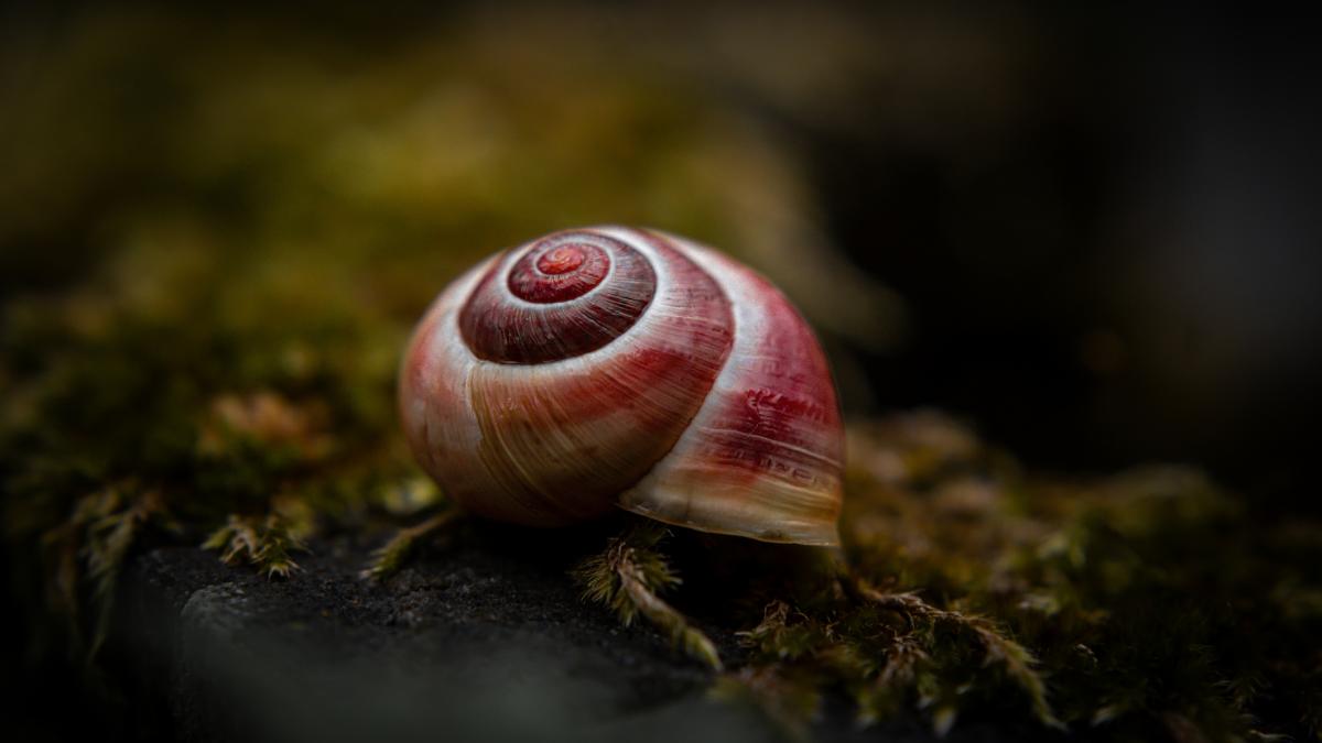 Melcul vampir, invadator din Italia: Candidatul la „Molusca anului”