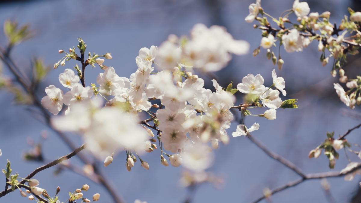 Gata cu gerul! Vremea se schimbă: Soare și temperaturi mai blânde în România