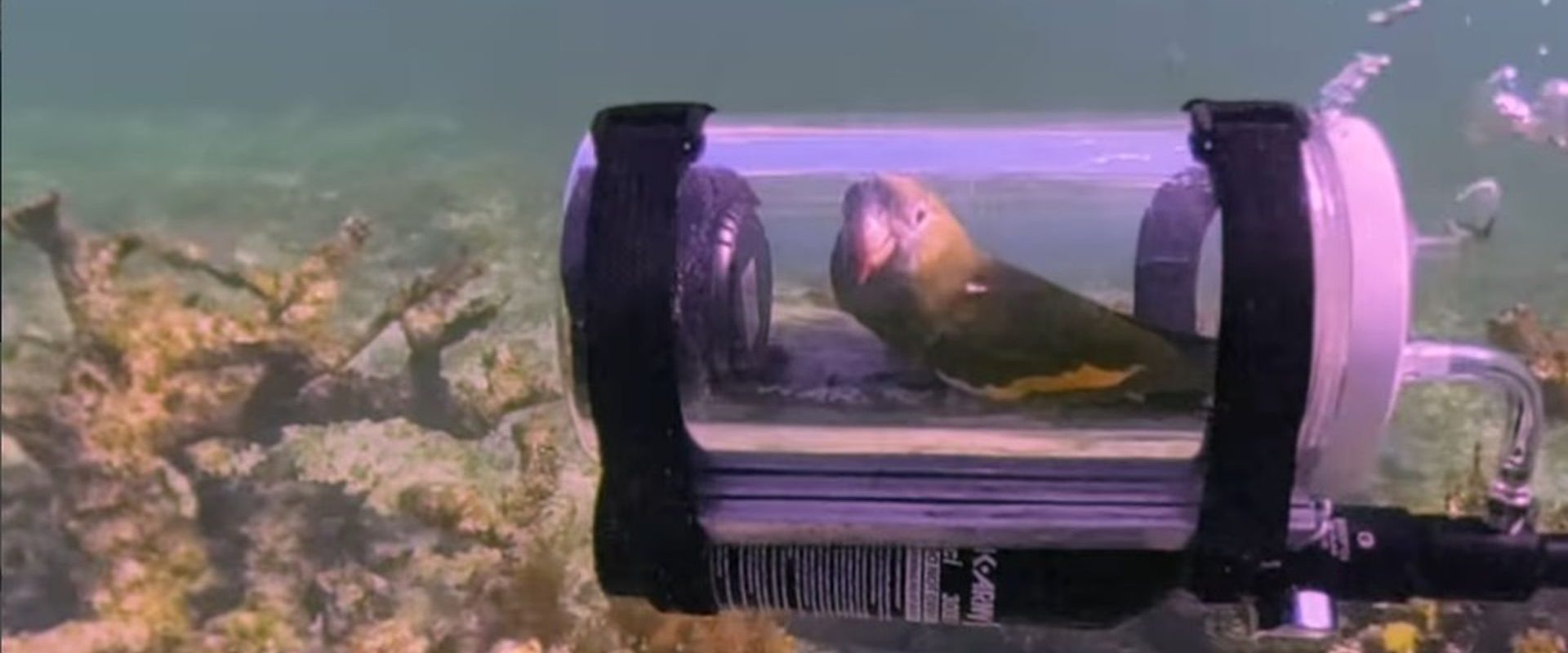 Bărbat inventiv: Submarin pentru papagalul curios să exploreze apele