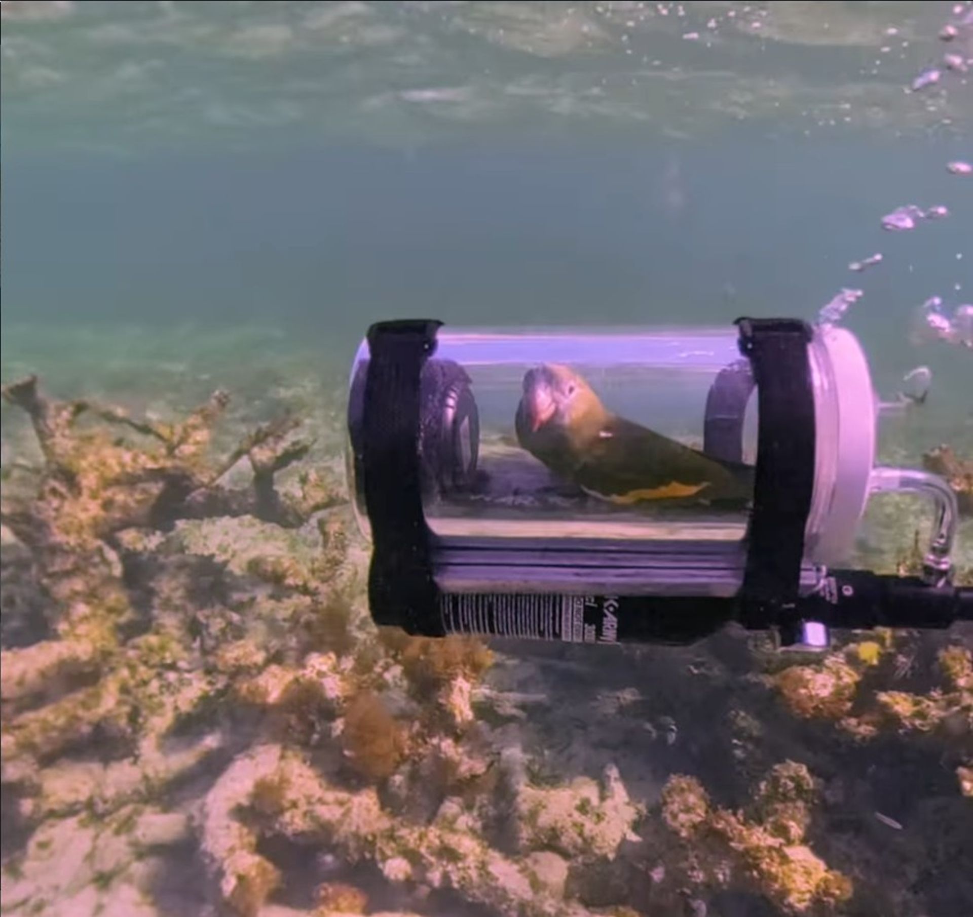 Bărbat inventiv: Submarin pentru papagalul curios să exploreze apele