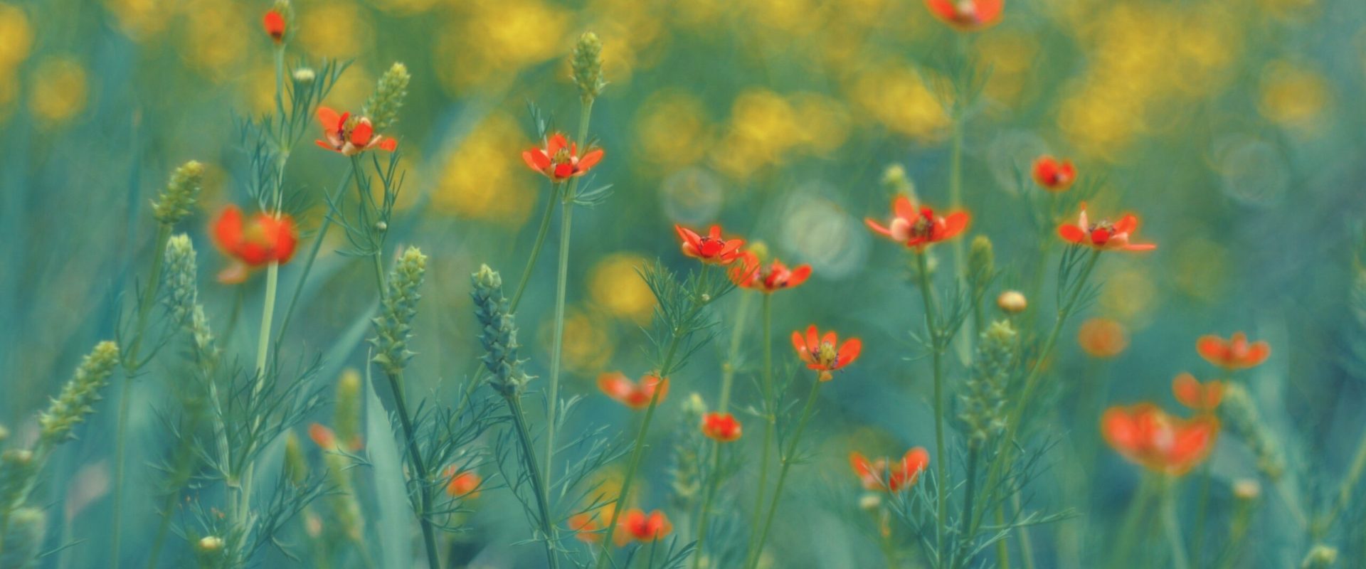 ANM a anunțat vremea de 1 Mai: Ce vești au specialiștii pentru România?