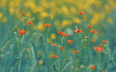 ANM a anunțat vremea de 1 Mai: Ce vești au specialiștii pentru România?