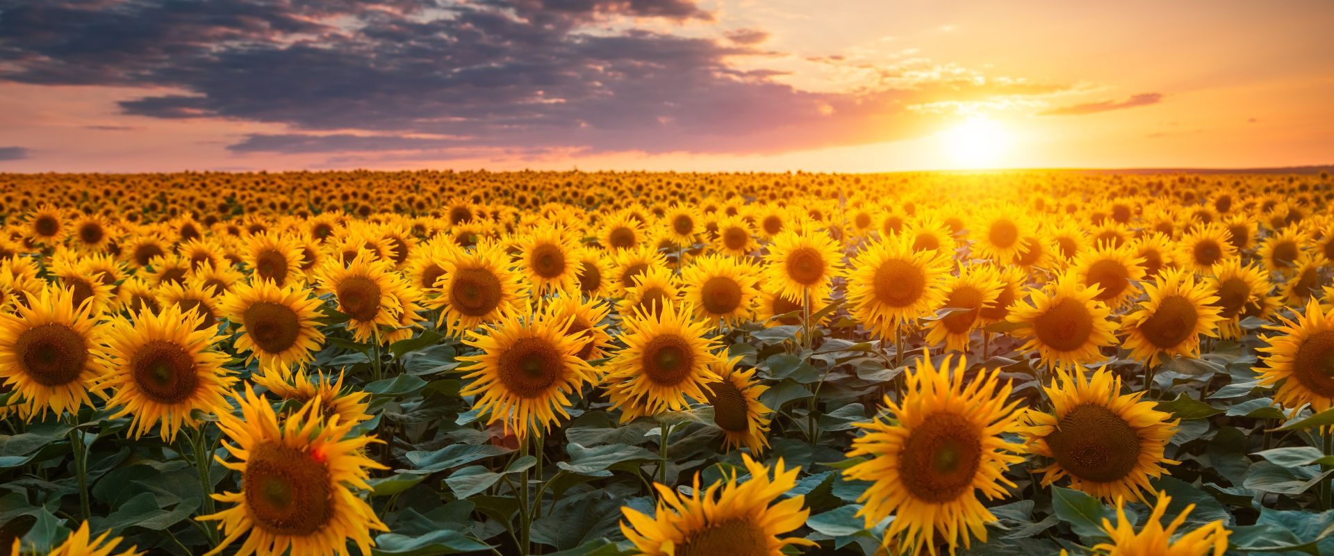 De ce văd norii forme diferite? Testul de cultură generală, rezolvat