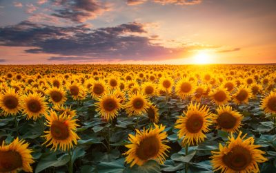 De ce văd norii forme diferite? Testul de cultură generală, rezolvat