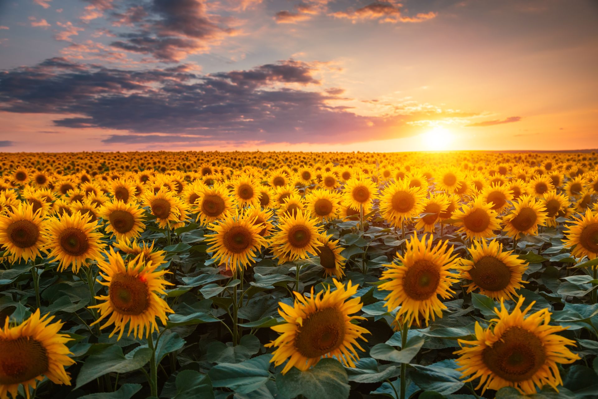 De ce văd norii forme diferite? Testul de cultură generală, rezolvat