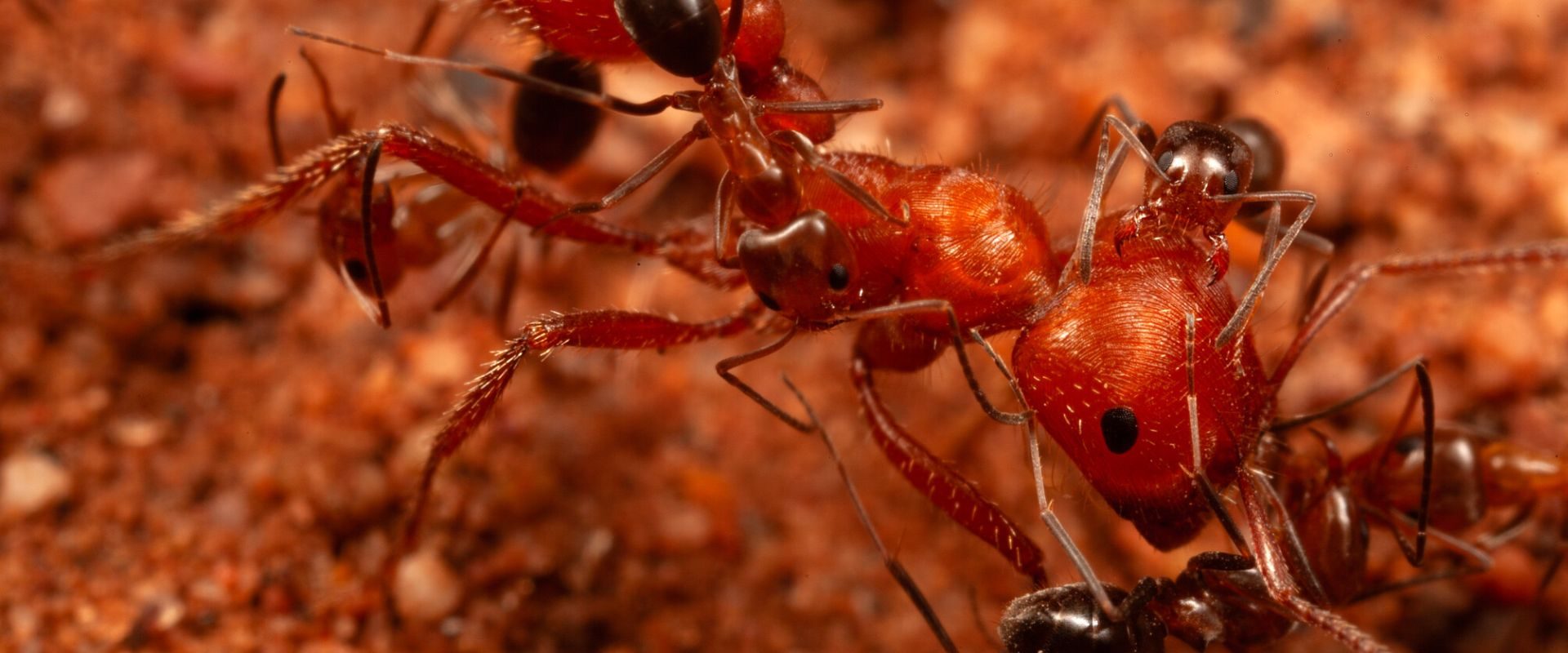 Furnicile, secrete dezvăluite: Oamenii de știință, șocați de comportamentul lor nou