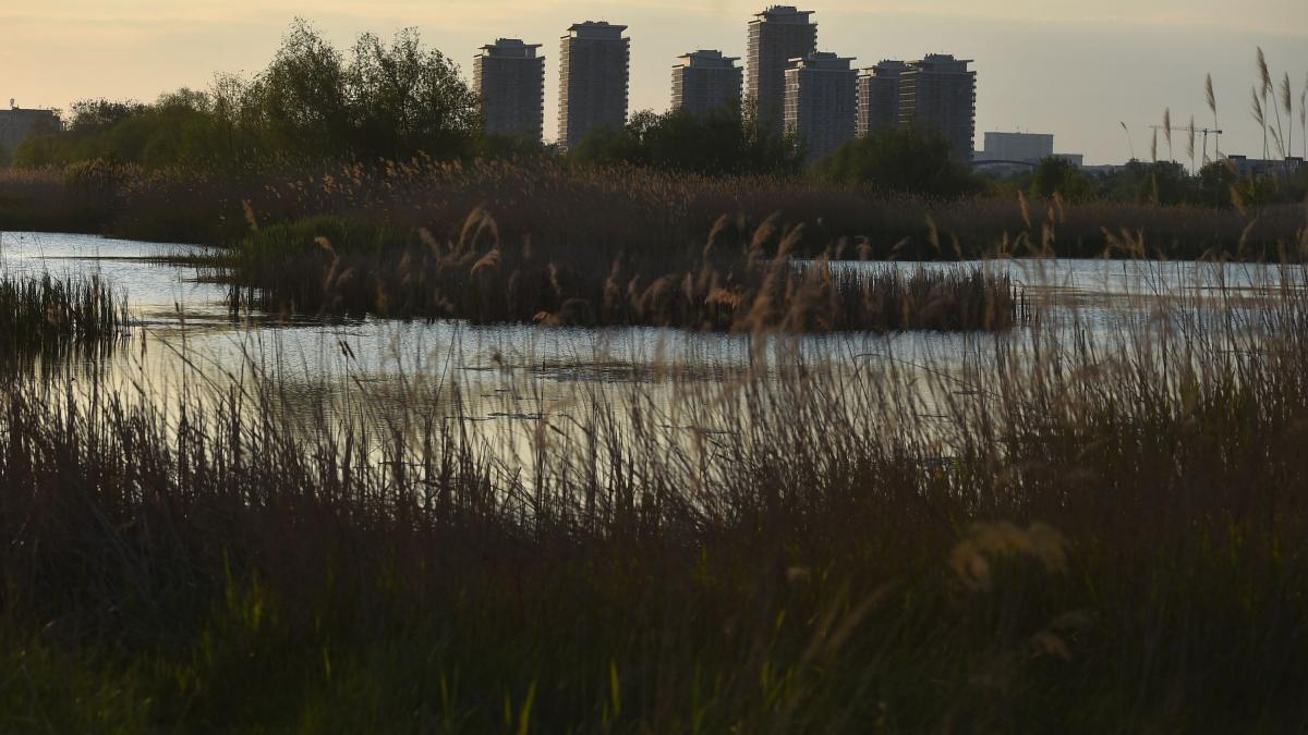 București: Oaza sălbatică Văcărești, admirată de jurnaliștii Bloomberg