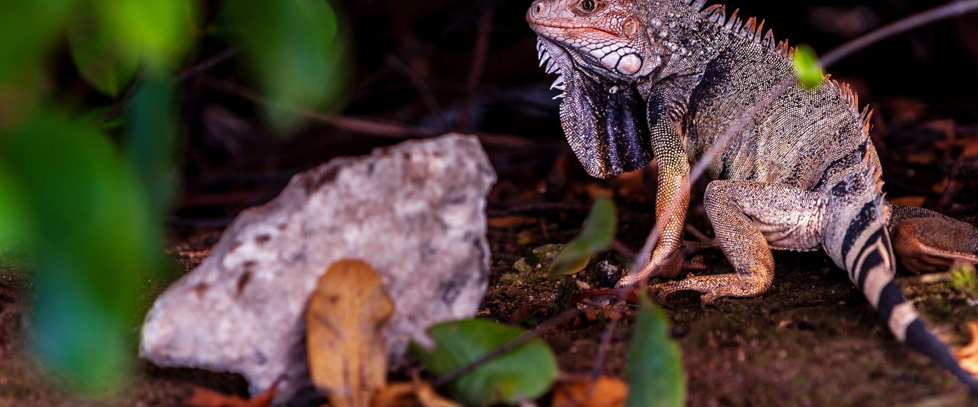 Ochii vertebratelor, un mister dezvăluit: Totul a pornit de la un ochi unic