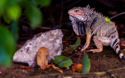 Ochii vertebratelor, un mister dezvăluit: Totul a pornit de la un ochi unic