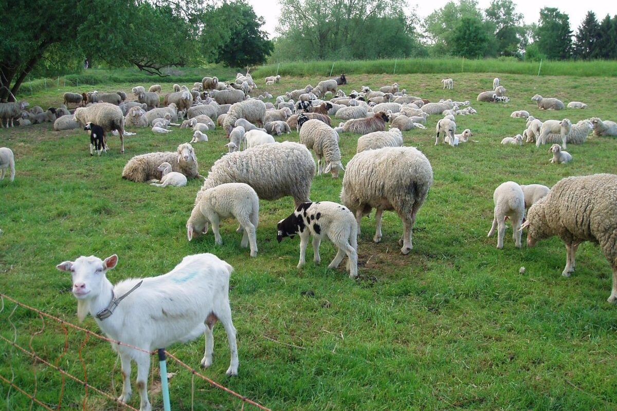 Zoofil în serie prins în Franța: Detalii ȘOCANTE despre crimă