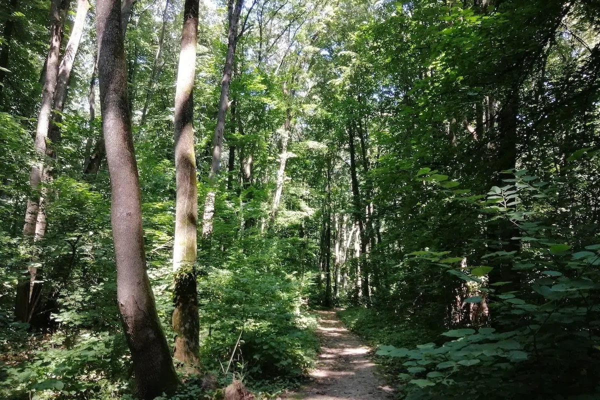 Miriapod EXCLUSIV în Pădurea Băneasa: O specie NOUĂ, SURPRIZĂ în București!