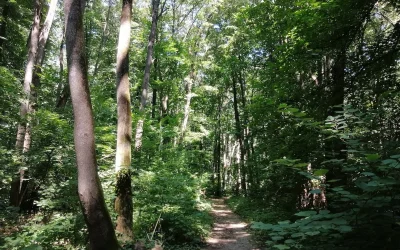 Miriapod EXCLUSIV în Pădurea Băneasa: O specie NOUĂ, SURPRIZĂ în București!