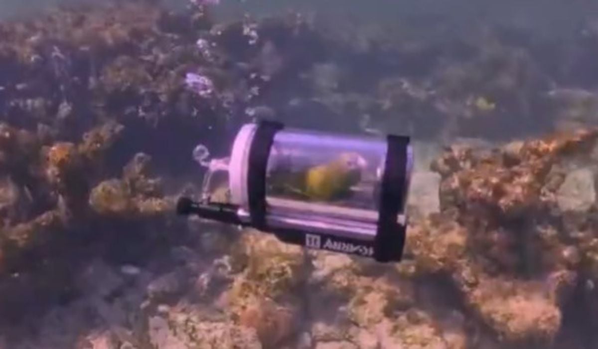 Papagal subacvatic: Aventura incredibilă într-un submarin special construit