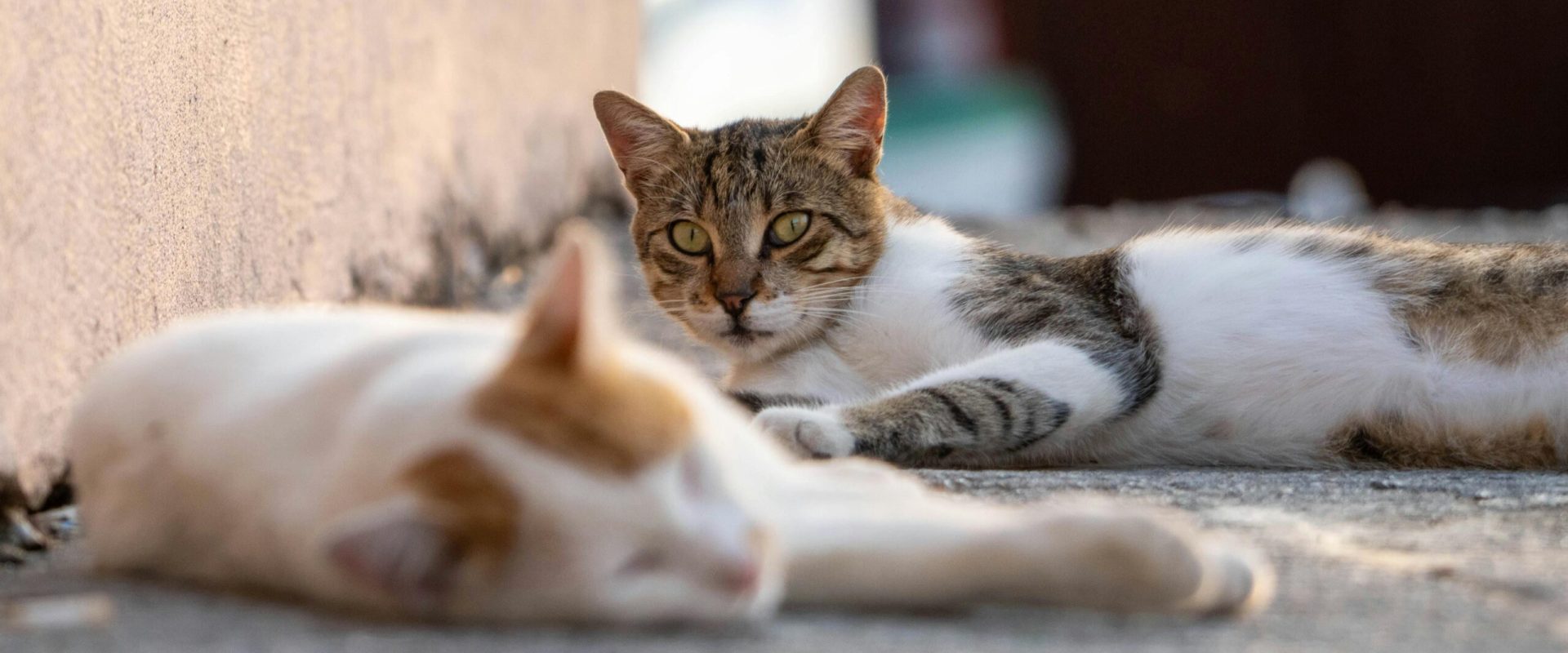 Adoptă un Aristo & Crat: O Nouă Șansă pentru Pisicile Fără Stăpân la București Bucureștenii iubitori de animale sunt așteptați la cea de-a doua ediție a evenimentului „Adoptă un Aristo & Crat”, care va avea loc duminică, 5 aprilie 2026, într-o curte de birou din Sectorul 3