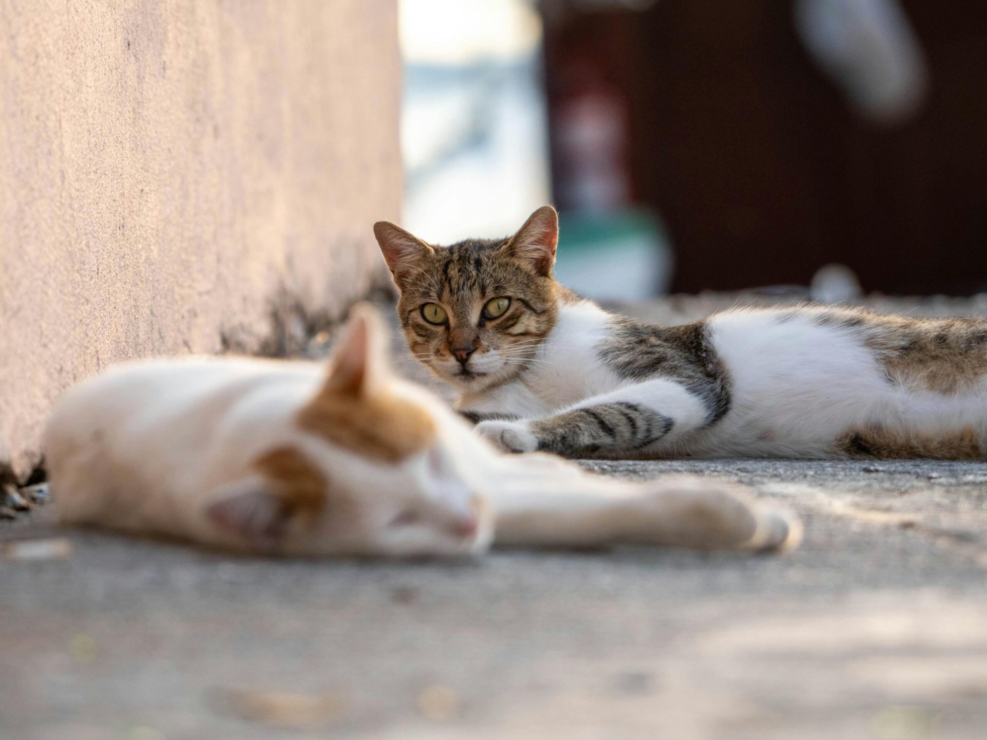 Adoptă un Aristo & Crat: O Nouă Șansă pentru Pisicile Fără Stăpân la București Bucureștenii iubitori de animale sunt așteptați la cea de-a doua ediție a evenimentului „Adoptă un Aristo & Crat”, care va avea loc duminică, 5 aprilie 2026, într-o curte de birou din Sectorul 3