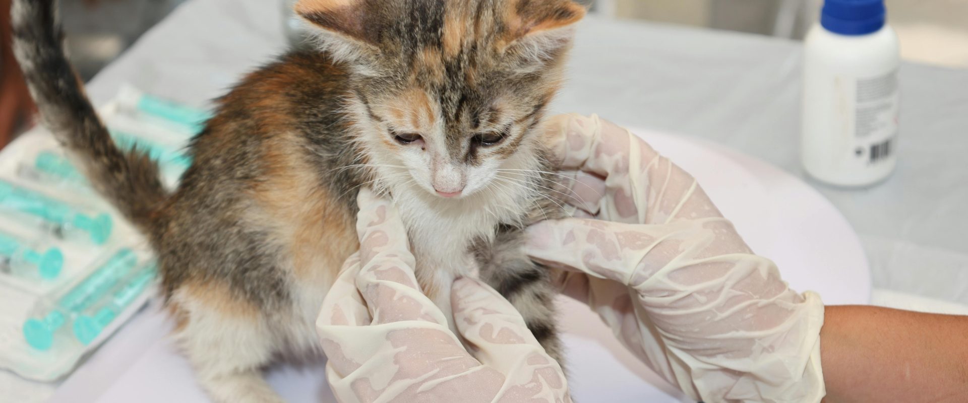 Vaccin revoluționar pentru animale: EMA autorizează primul bazat pe ARN în UE