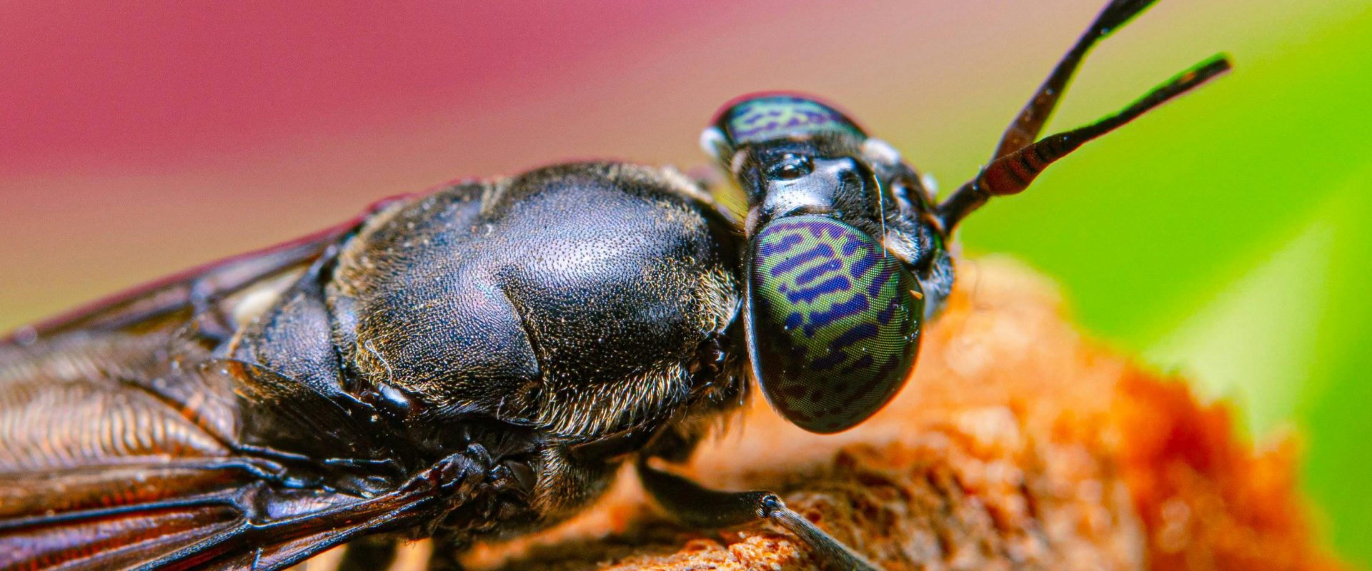 Proiect UE revoluționar: Hub european pentru creșterea muștei soldat negre