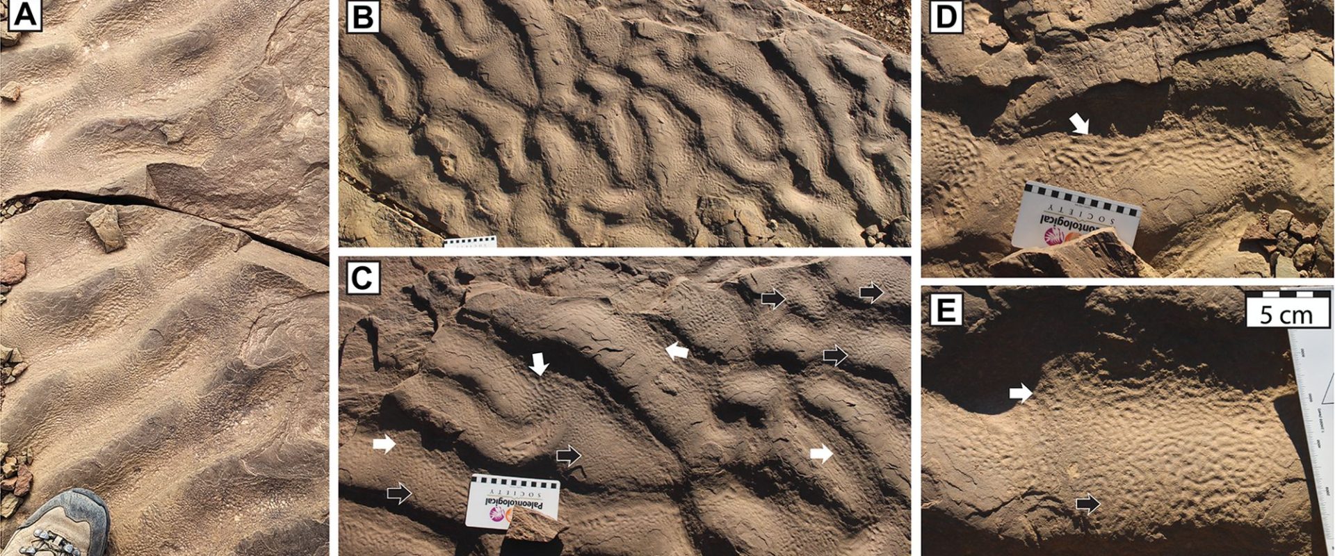 O descoperire fascinantă în Maroc a schimbat percepția oamenilor de știință asupra habitatelor antice ale microbilor, sugerând că aceștia ar fi putut prospera în adâncurile întunecate ale oceanelor, nu doar în apele puțin adânci, luminate de soare