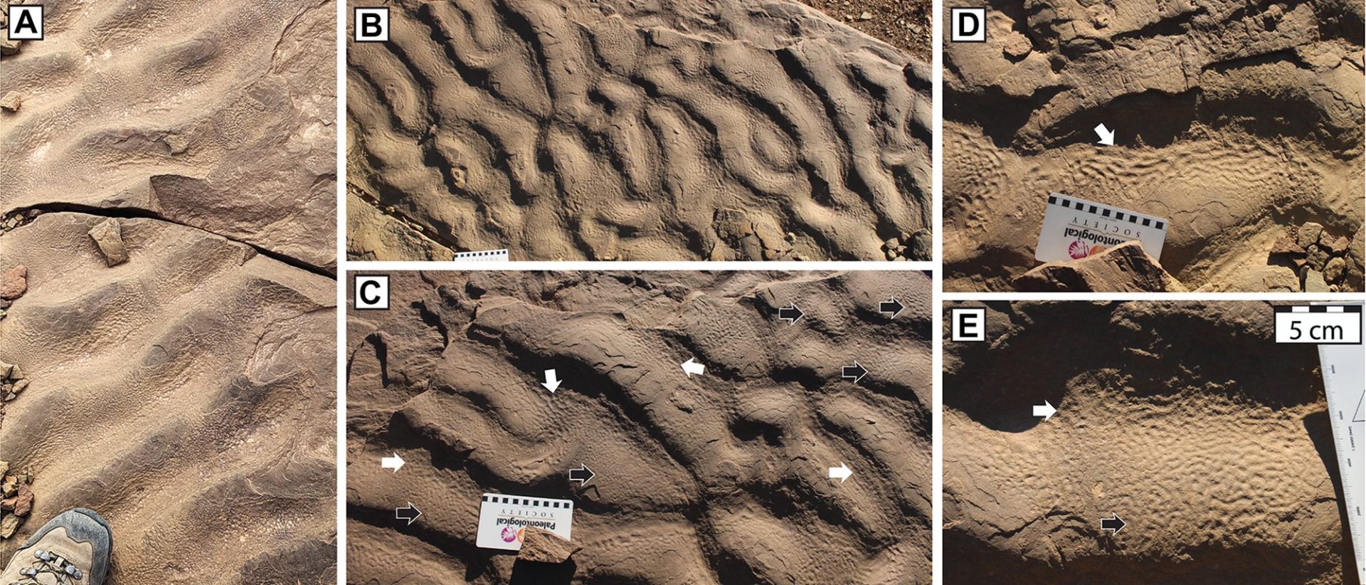 O descoperire fascinantă în Maroc a schimbat percepția oamenilor de știință asupra habitatelor antice ale microbilor, sugerând că aceștia ar fi putut prospera în adâncurile întunecate ale oceanelor, nu doar în apele puțin adânci, luminate de soare