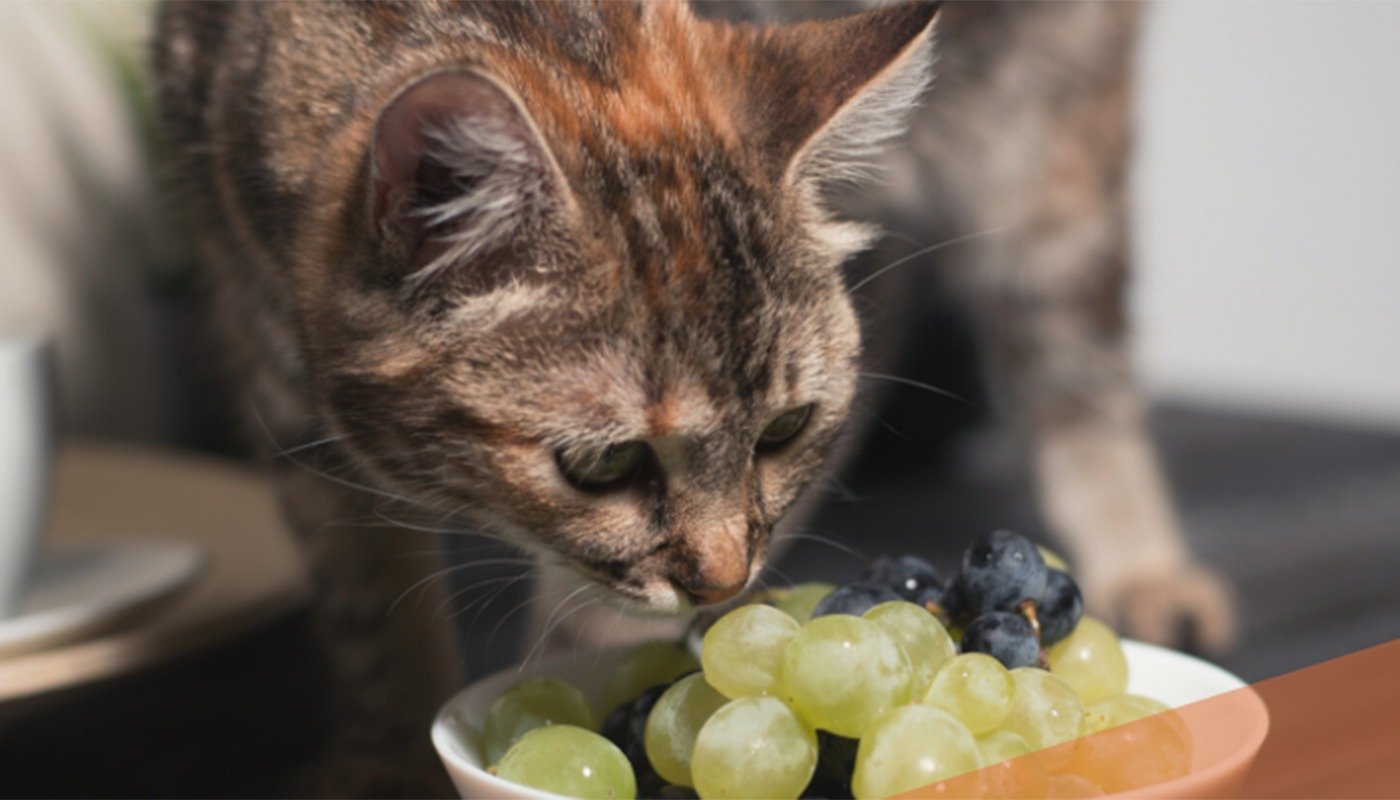 O listă de alimente comune, periculoase pentru feline Bucuria de a împărți o gustare cu animalul de companie este un sentiment firesc pentru mulți proprietari