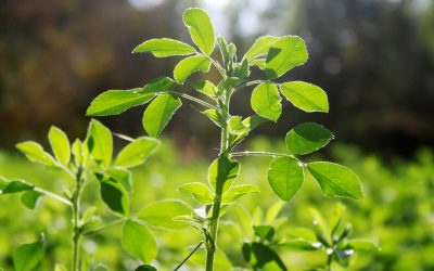 “Aurul verde” al Romei Antice s-a evaporat: Misterul plantei lui Iulius Cezar