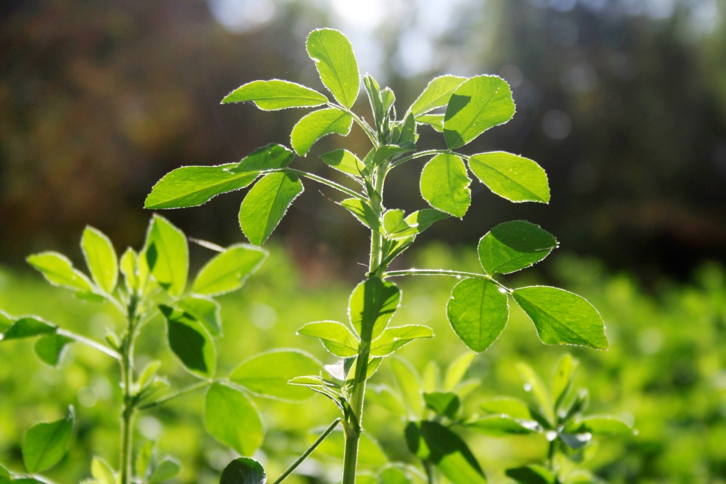 “Aurul verde” al Romei Antice s-a evaporat: Misterul plantei lui Iulius Cezar