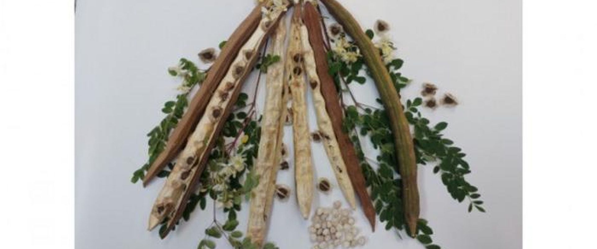 Planta din Brazilia, arma secretă împotriva microplasticelor din apă